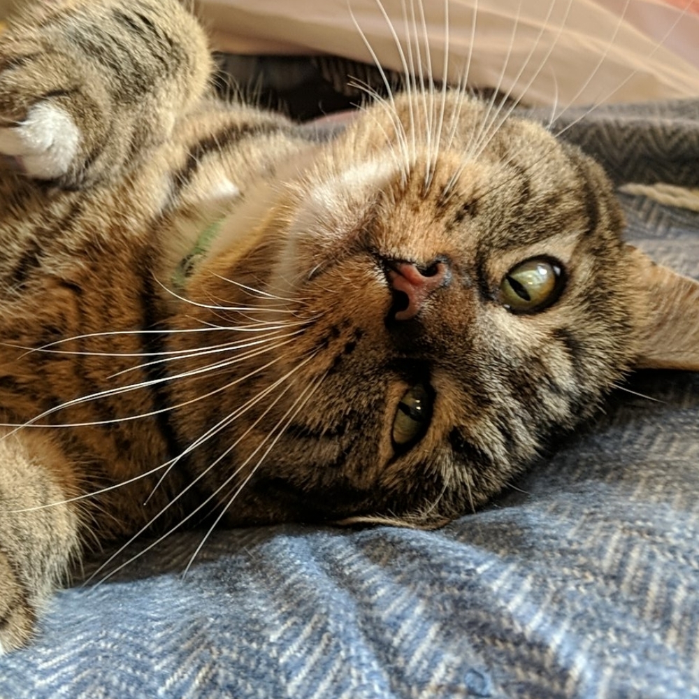 😻 Make Me An Offer! 😻